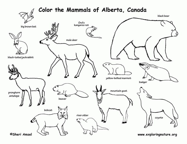 free coloring pages of animals