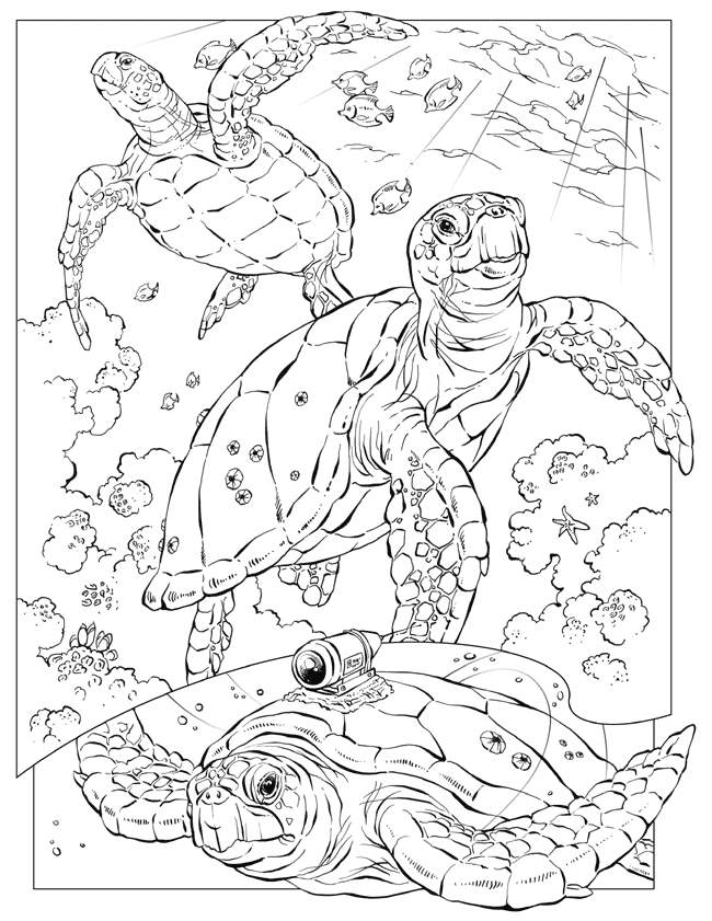 Ocean Animal Coloring Pages