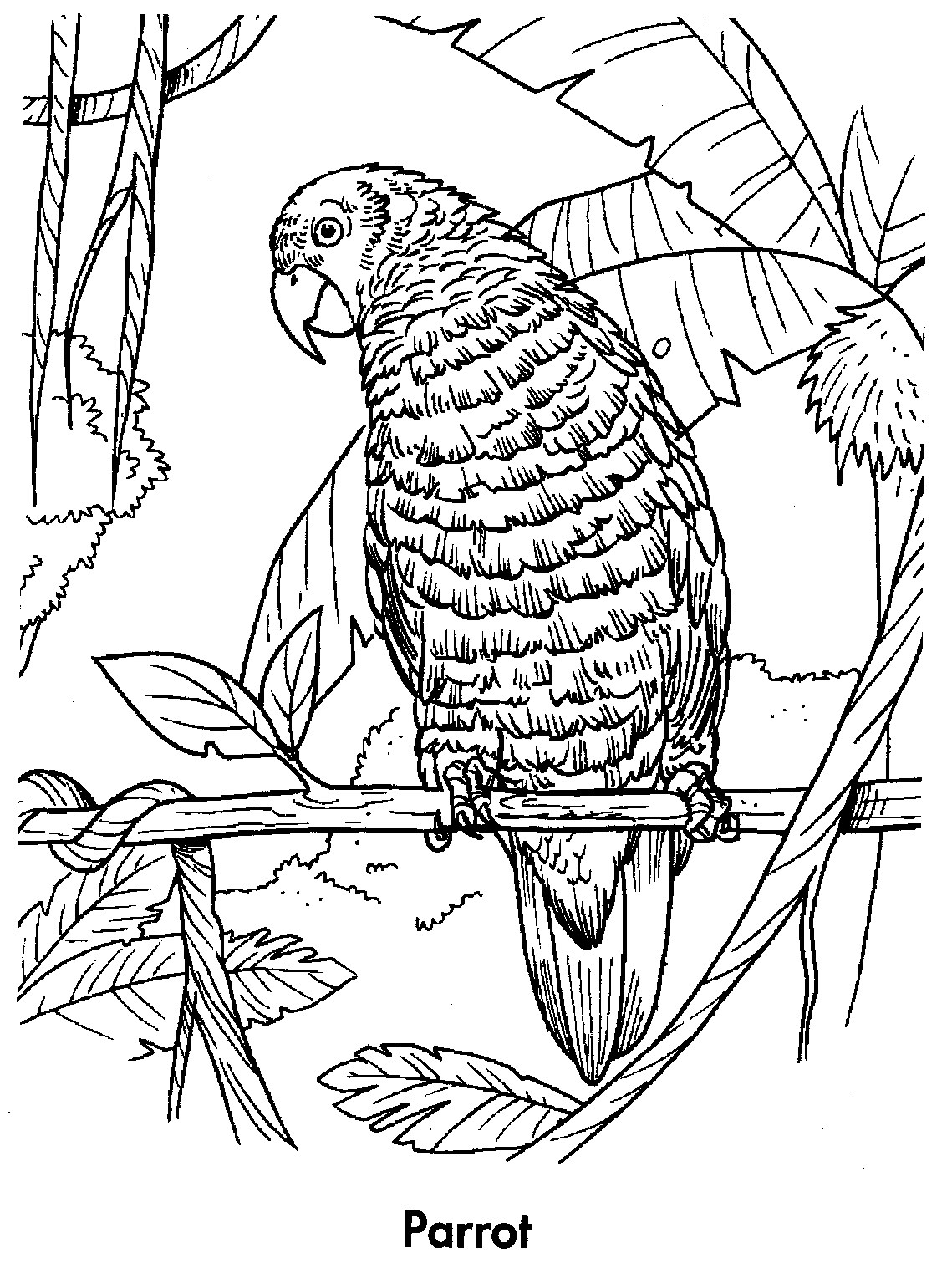Parrot Coloring Pages