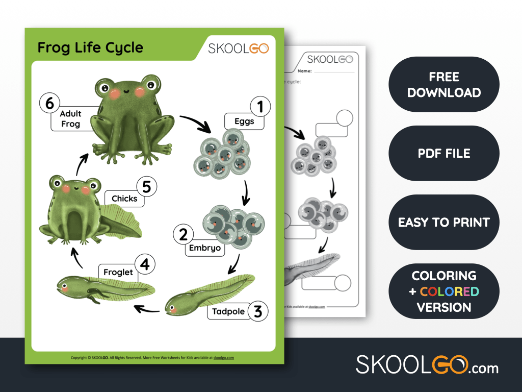 Frog Life Cycle Free Worksheet SKOOLGO