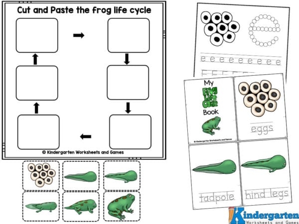 Frog Life Cycle Worksheets Library