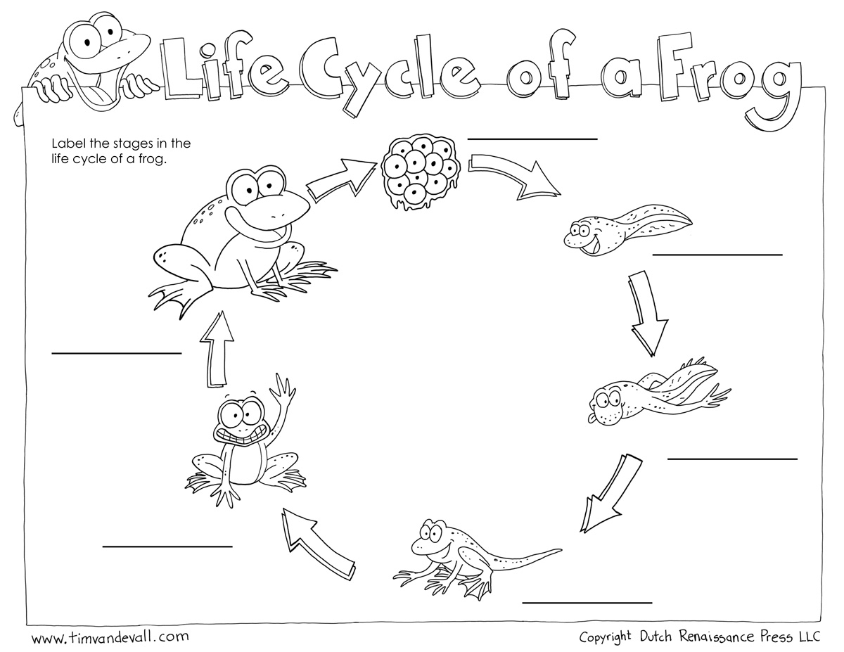life cycle of a frog worksheet