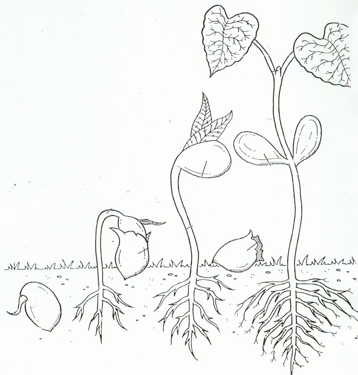 Life Cycle Of A Plant Coloring Page Coloring Home