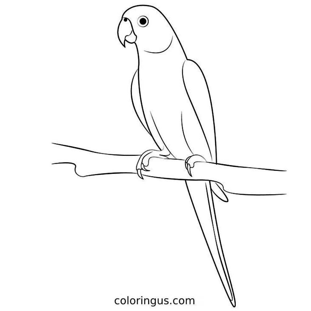 Parrot Coloring Pages Free Printable PDF