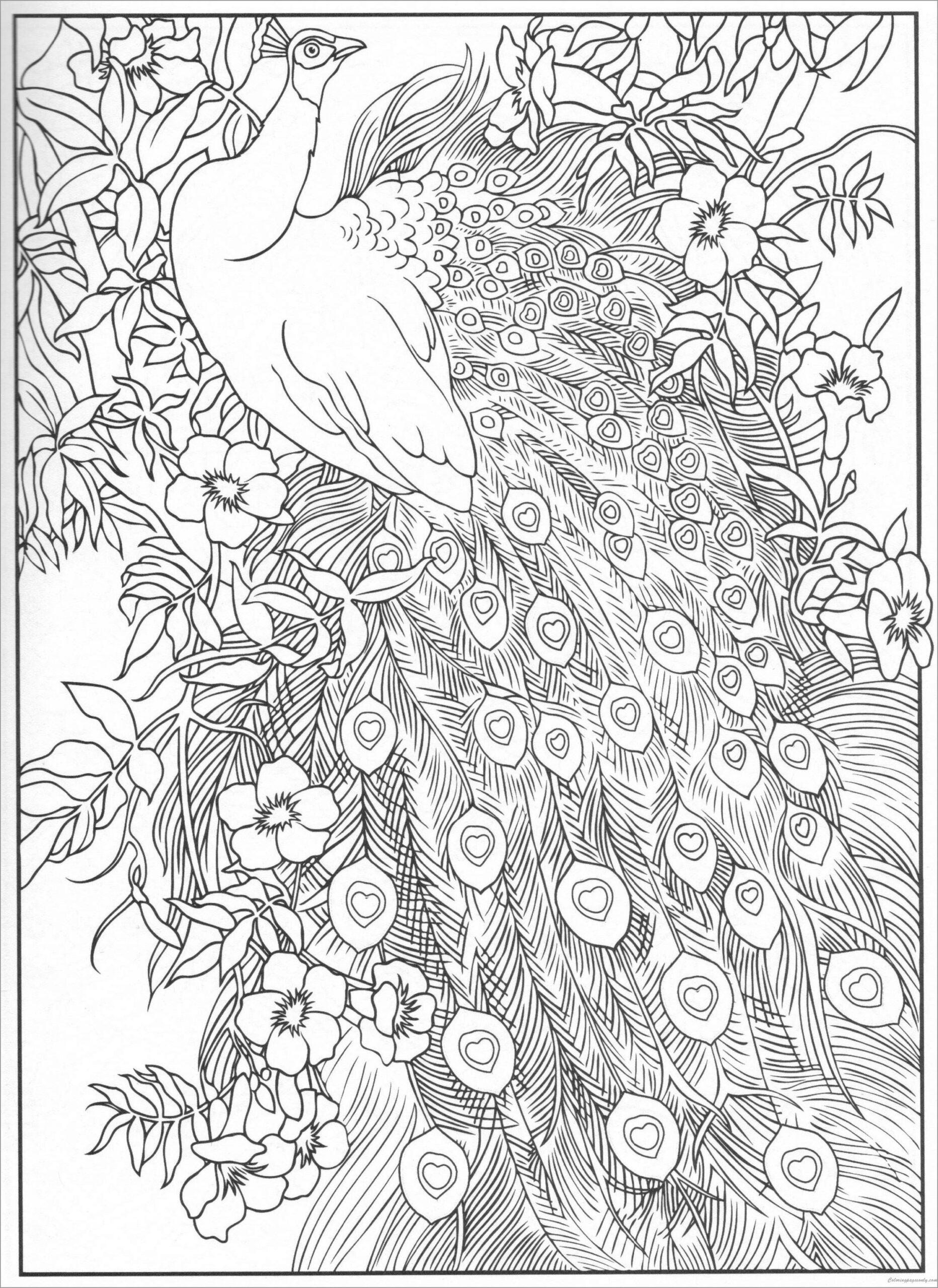 Peacock Coloring Pages