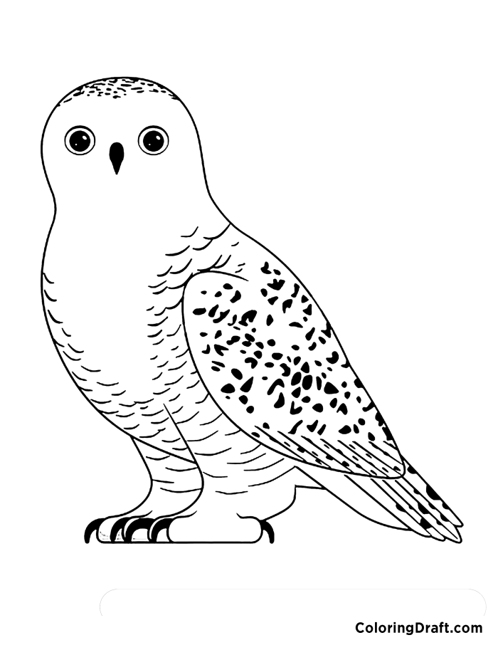 Snowy Owl Coloring Pages ColoringDraft