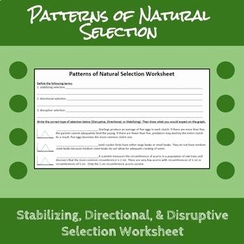 Types Of Natural Selection Worksheet Elegant Patterns Of Natural