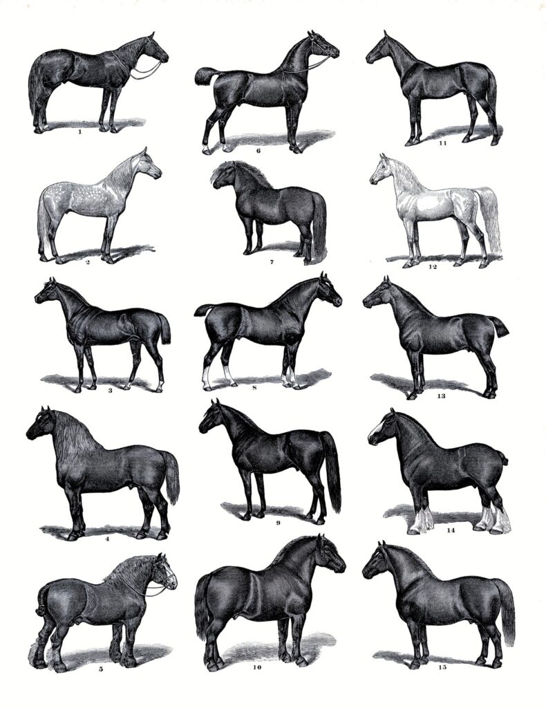 19 Horse Clip Art Horses Clipart The Graphics Fairy