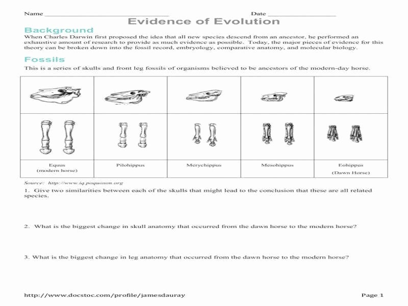 50 Evidence Of Evolution Worksheet Answers
