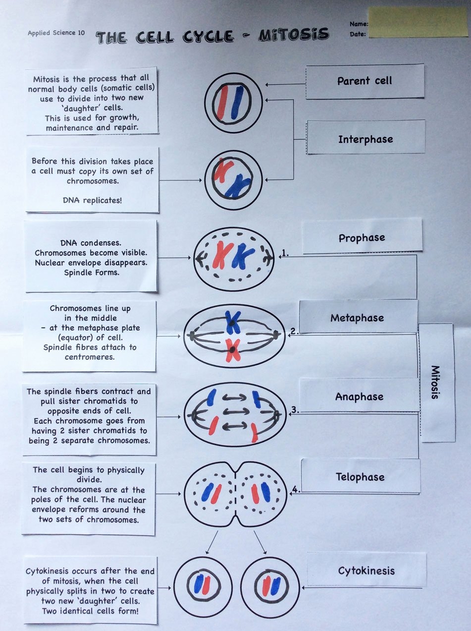 answer key meiosis worksheet