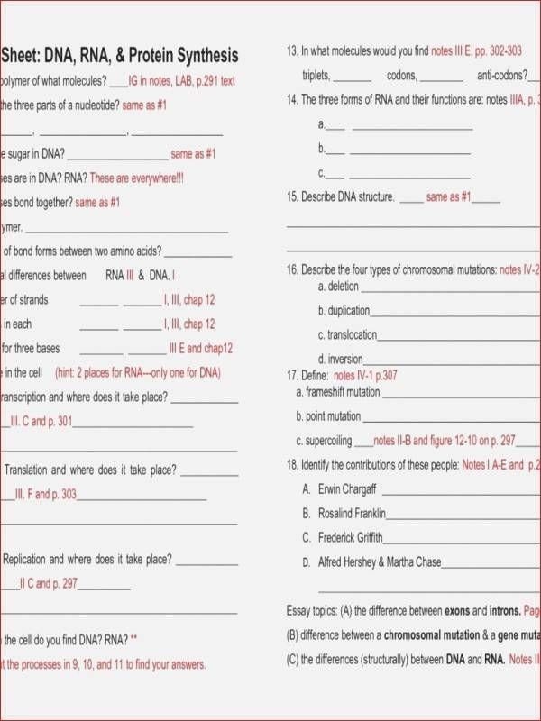 50 Protein Synthesis Worksheet Answer Key