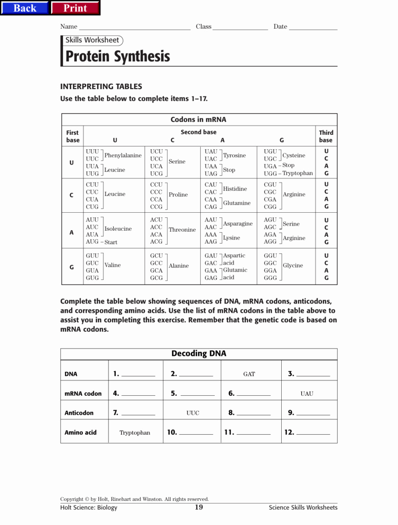 50 Protein Synthesis Worksheet Answers