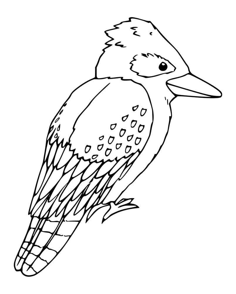 Adorable Kookaburra Coloring Page Free Printable Coloring Pages For Kids