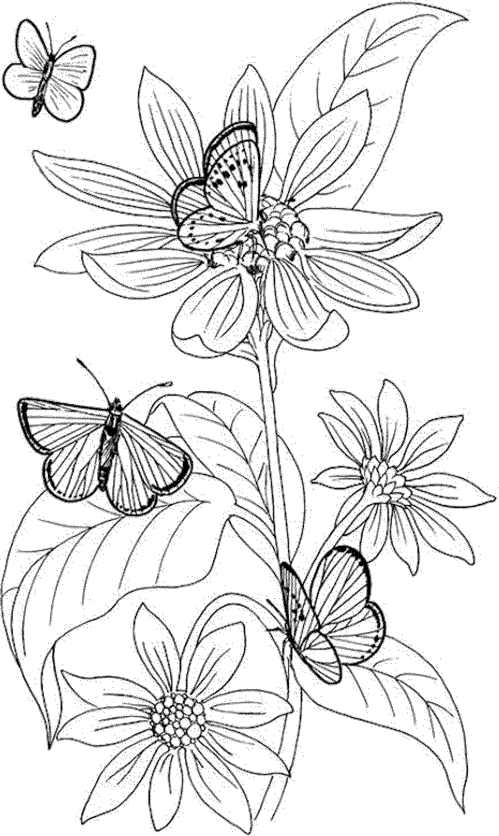 Adult Coloring Books Pages