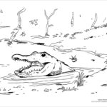 Alligator Coloring Pages ColoringBay