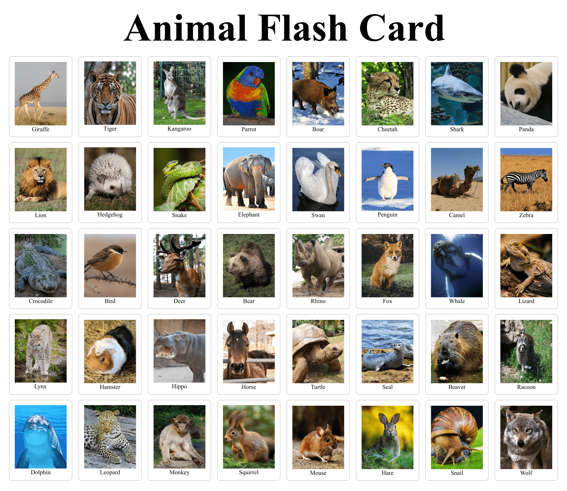Animal Flash Cards 10 Free PDF Printables Printablee