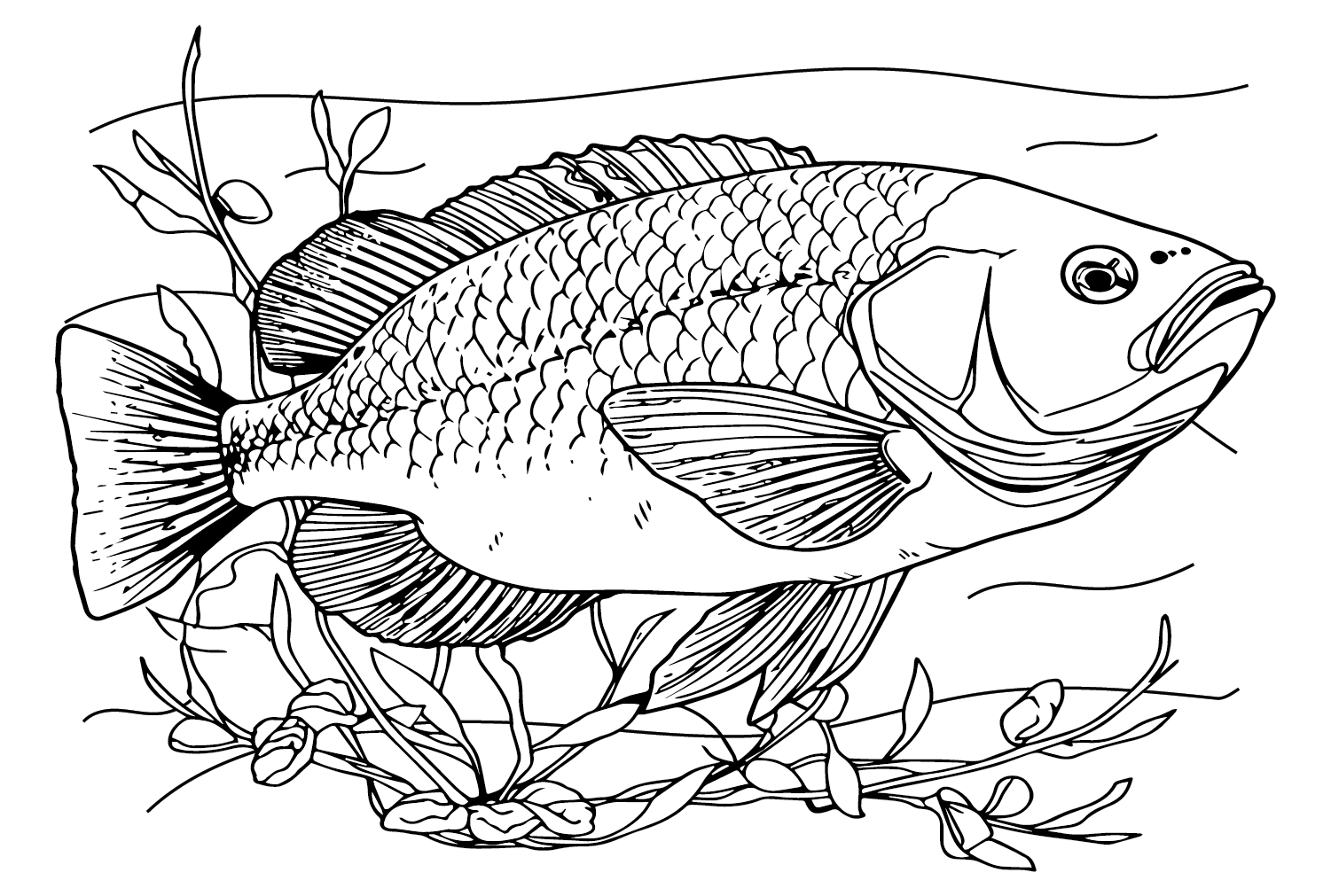 Coloring Book Pages Fish
