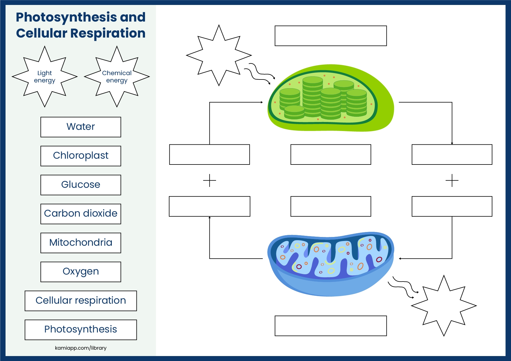 Biology Cellular Respiration Worksheets Cellular Respiration 