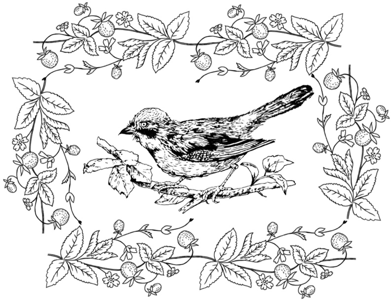 Bird Coloring Book Page A Fun And Educational Activity For Kids