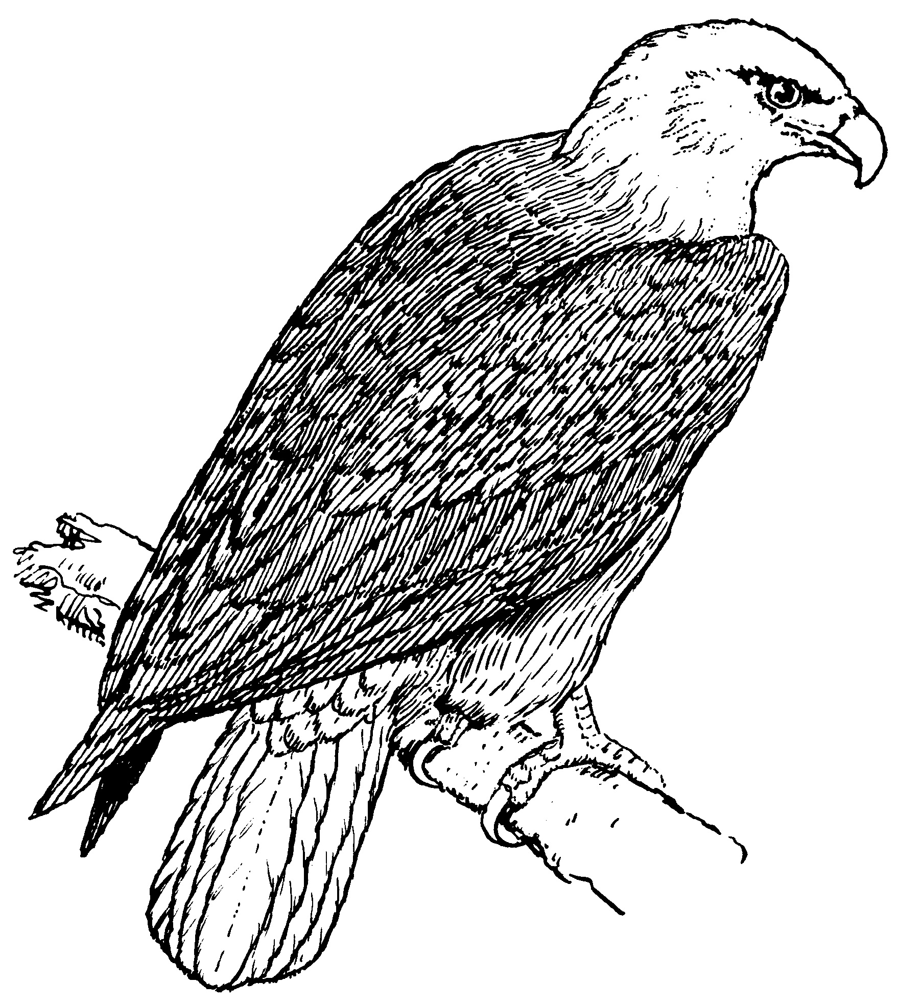 Bird Coloring Pages Free Printable Realistic