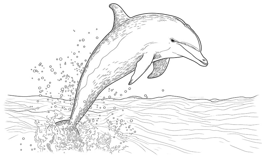 Bottlenose Dolphin Coloring Page Coloring Book 