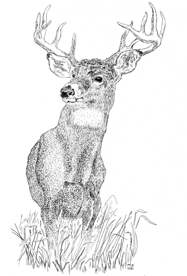 Buck Coloring Page ColouringPages
