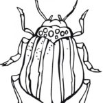 Bug Coloring Page Pictures Animal Place