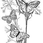 Butterflies Flying Coloring Page Free Printable Coloring Pages For Kids