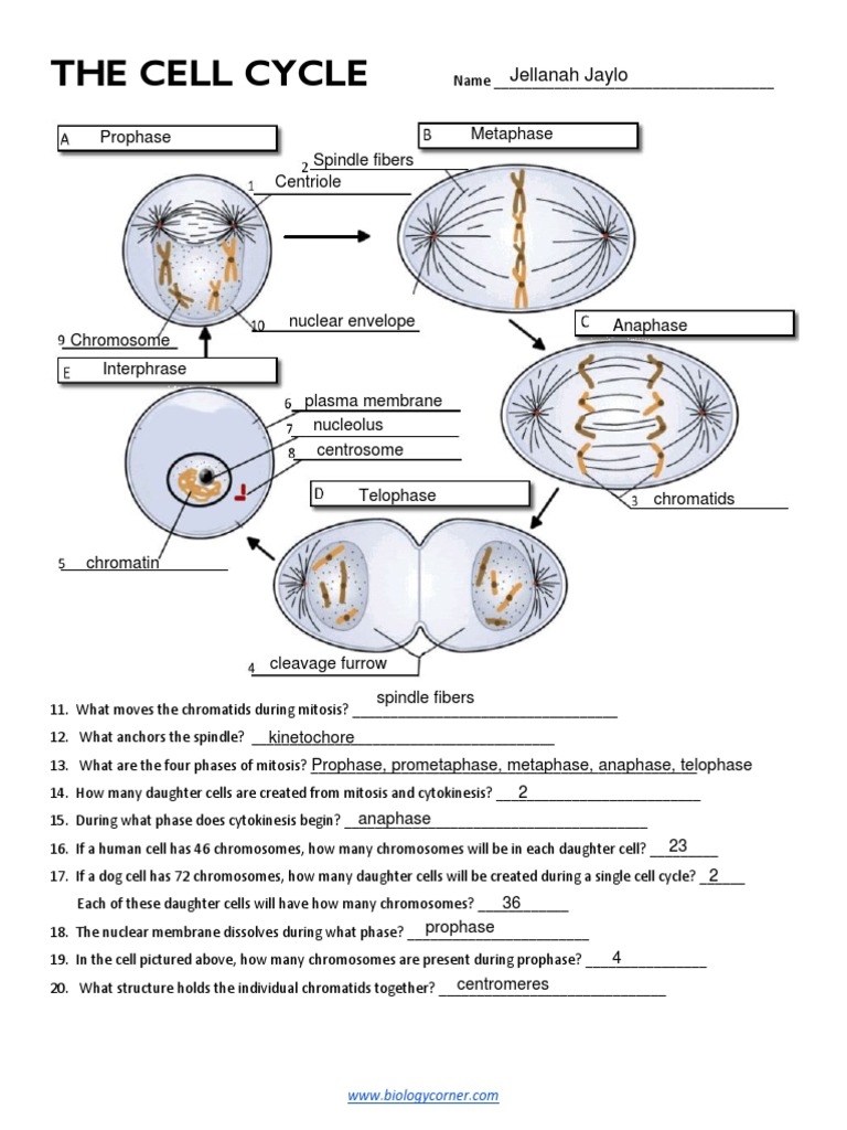 the cell cycle worksheet answer key