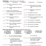 Cell Division Worksheet Answers Cell Cycle Cell Cycle Activity