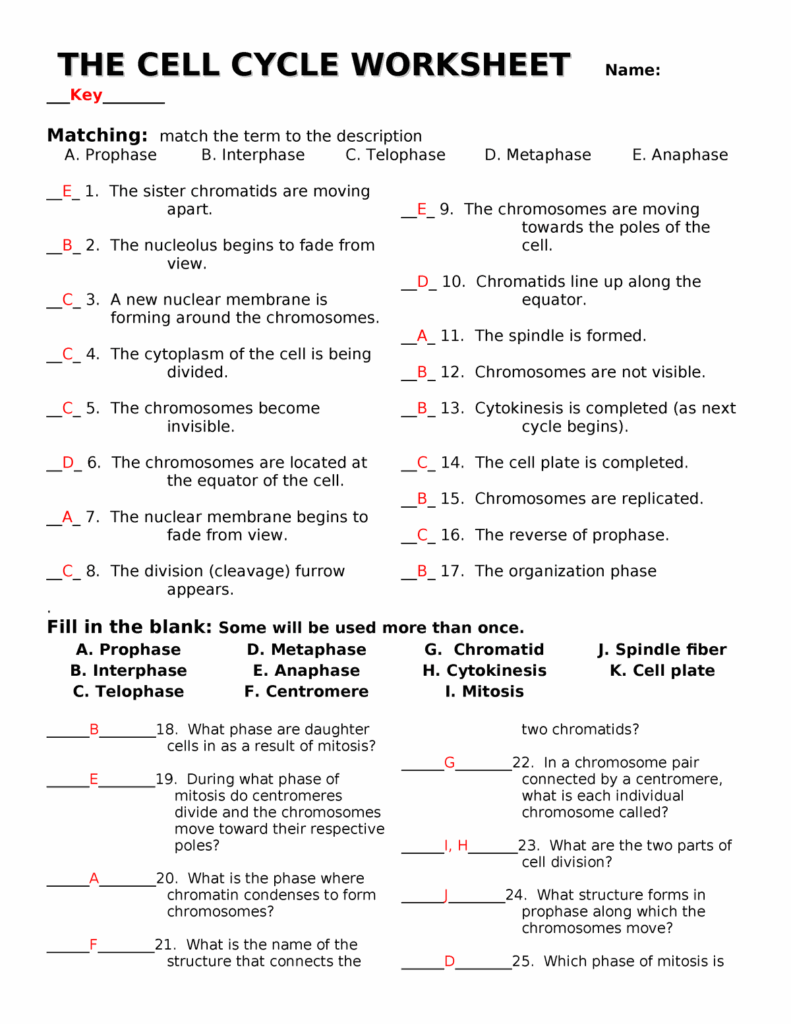 Cell Division Worksheet Answers Cell Cycle Cell Cycle Activity