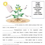 Cellular Respiration And Photosynthesis Venn Diagram Worksheet