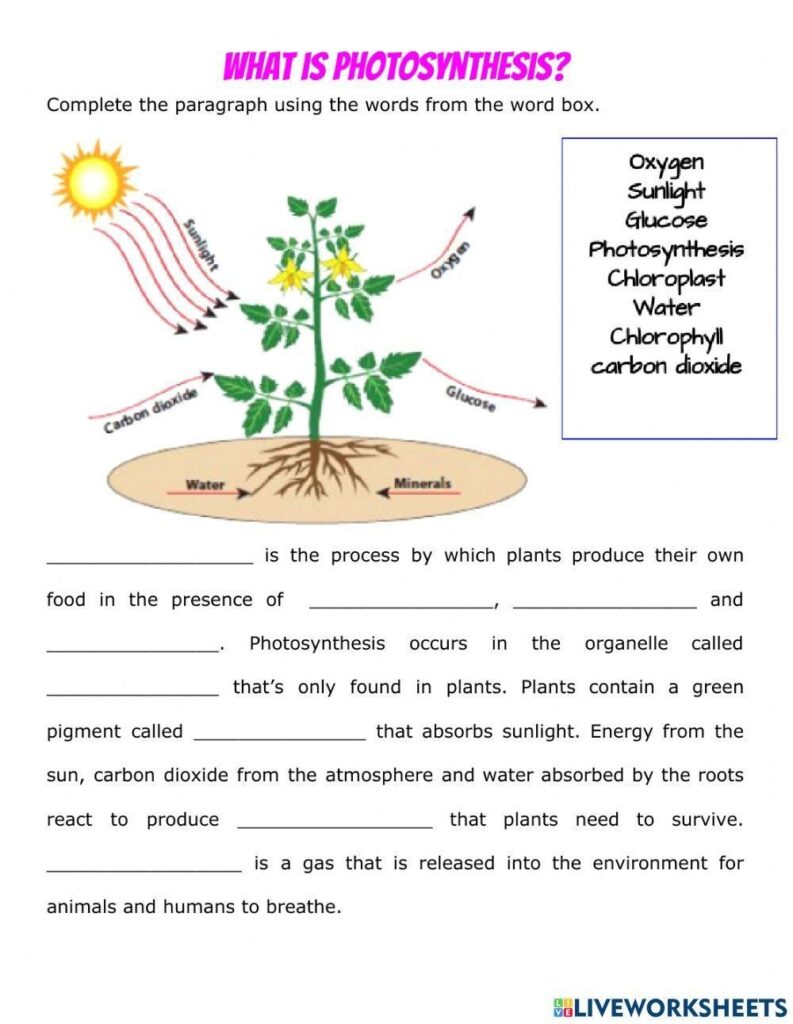 Cellular Respiration And Photosynthesis Venn Diagram Worksheet