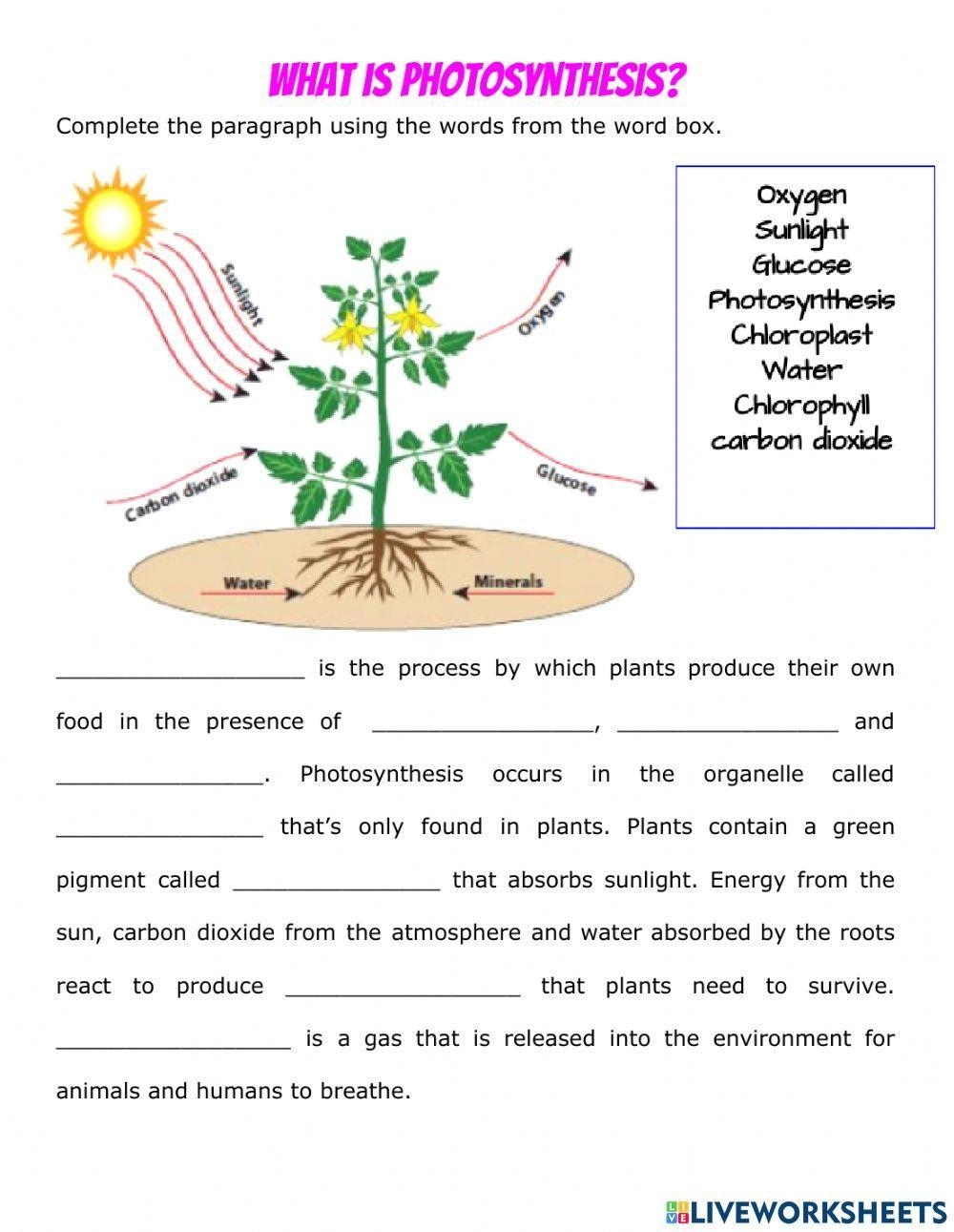 Cellular Respiration And Photosynthesis Venn Diagram Worksheet 