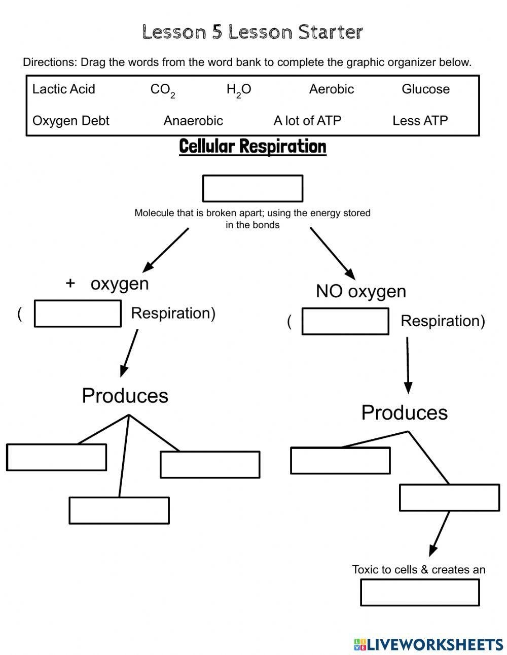 Cellular Respiration Interactive Worksheet Live Worksheets 