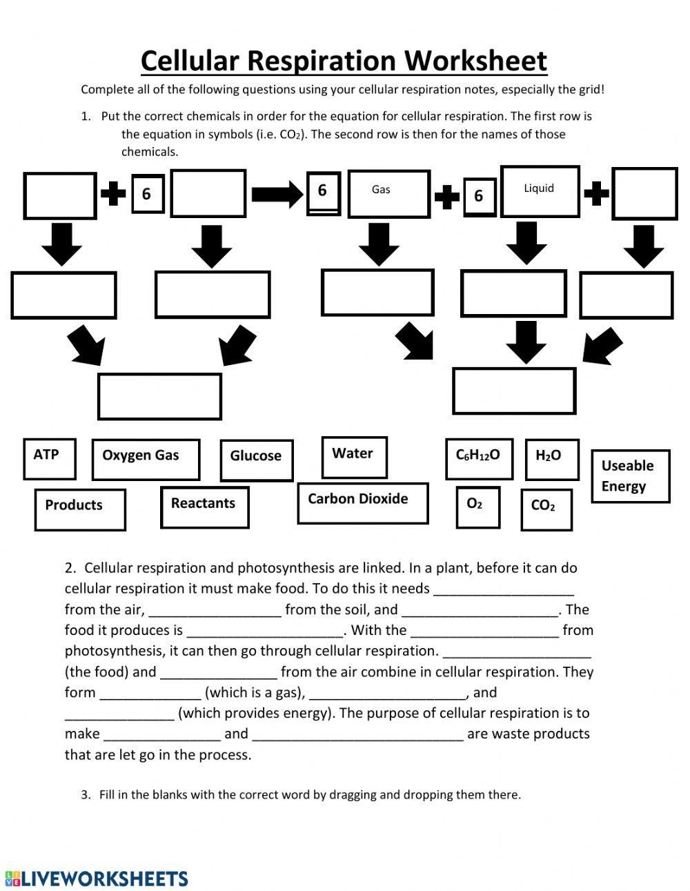 Cellular Respiration Practice Worksheet Live Worksheets Worksheets 