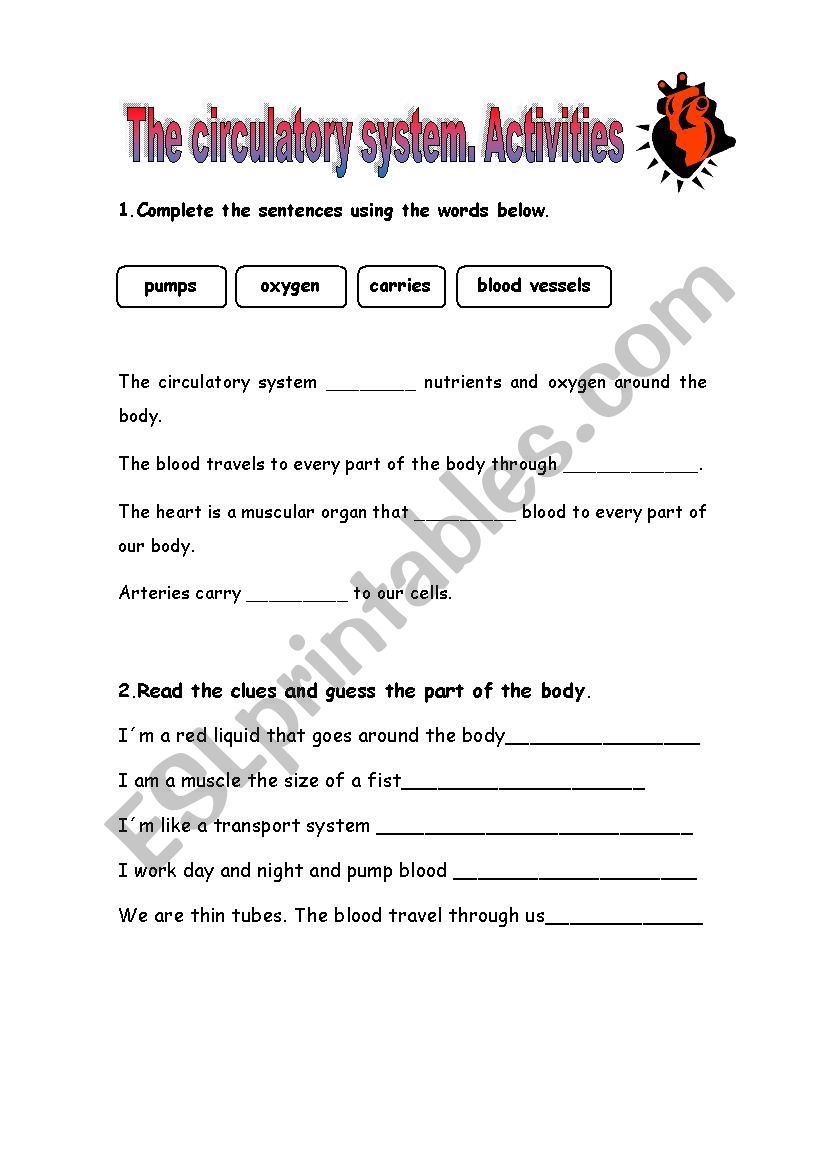 Circulatory System Worksheet Pdf Ame my id
