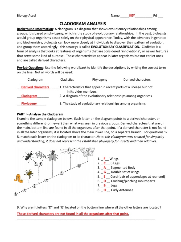 cladogram worksheet