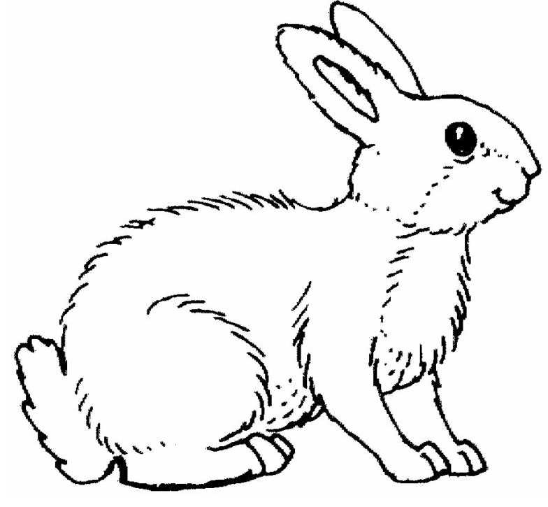 Coloring Page Rabbit ColoringMe