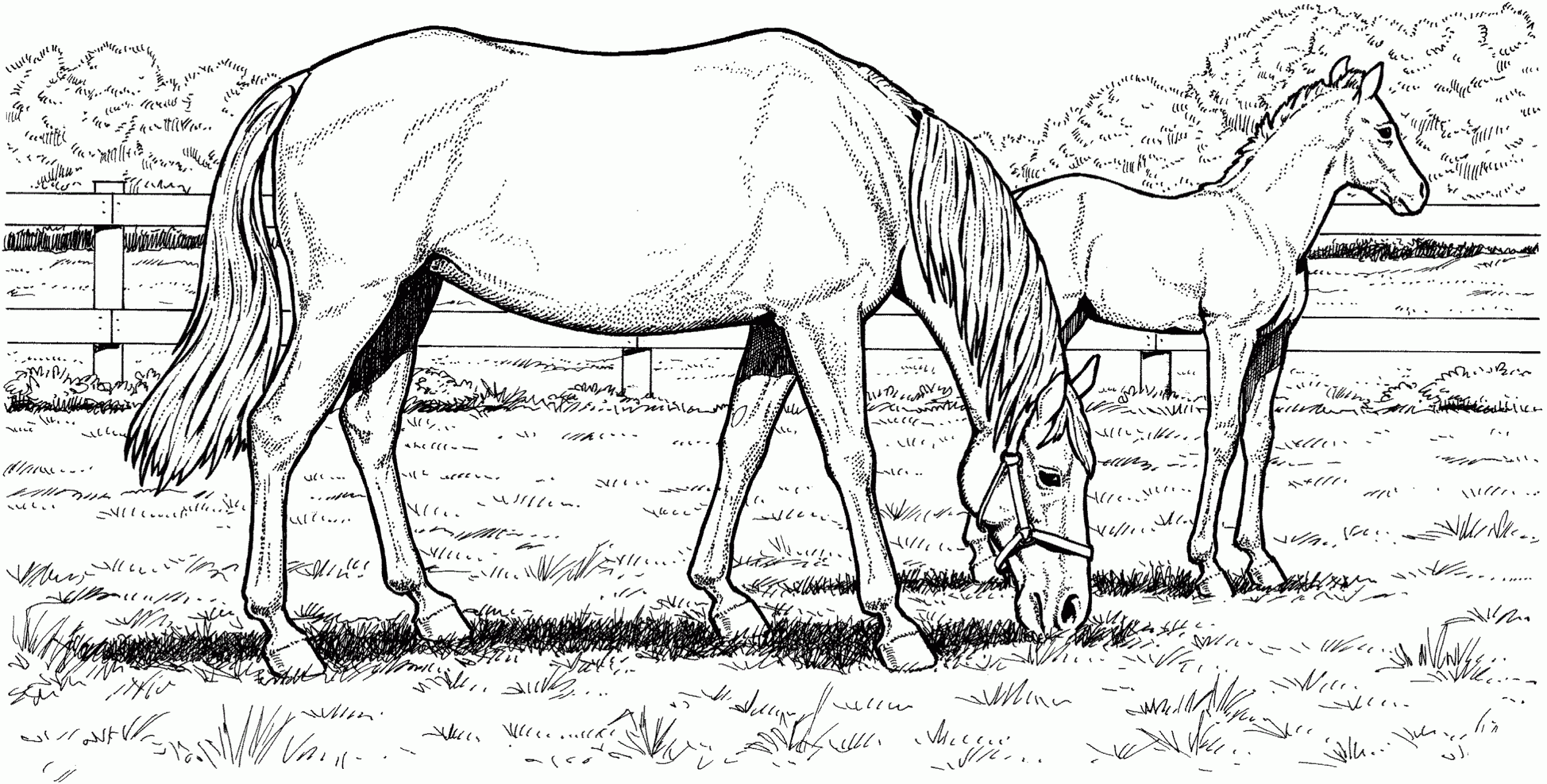 printable pictures horses