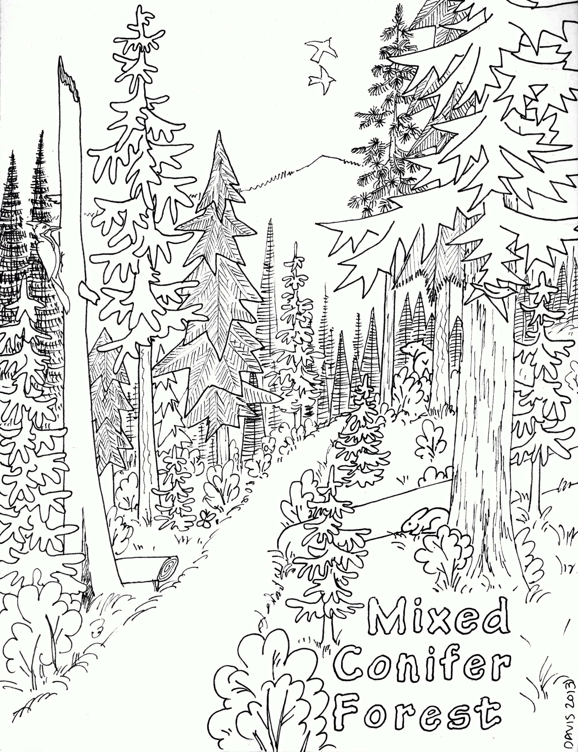 Coloring Pages Of Forest Coloring Home