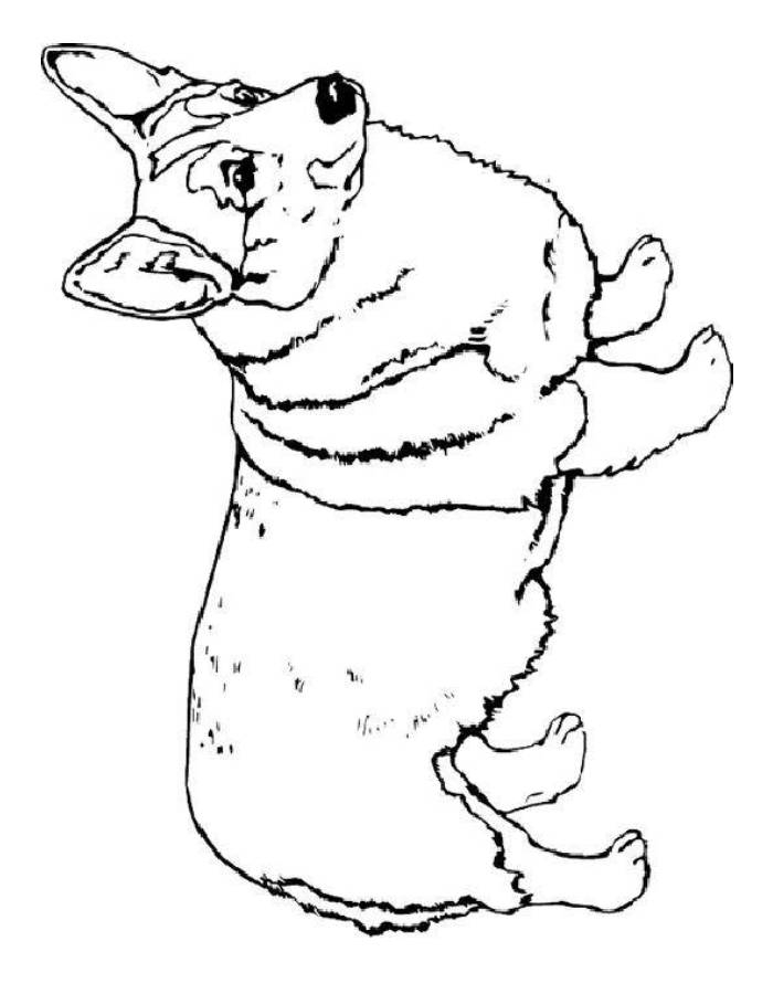 Corgi Coloring Pages Free Printable PDF 