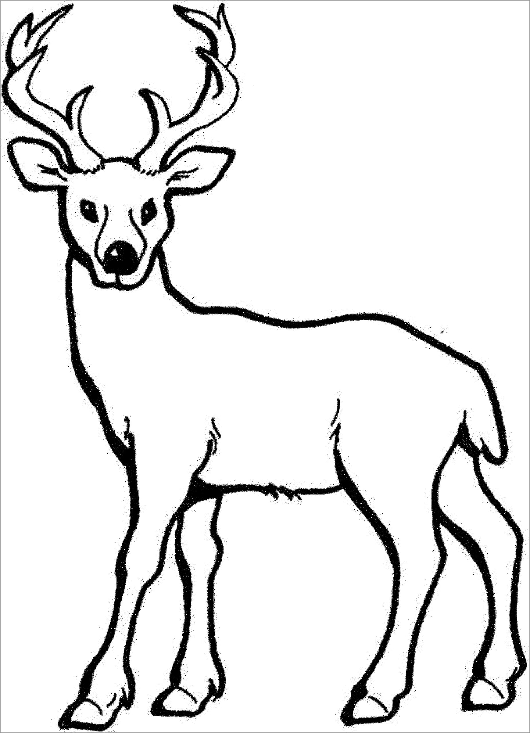 Deer Coloring Page For Kids ColoringBay