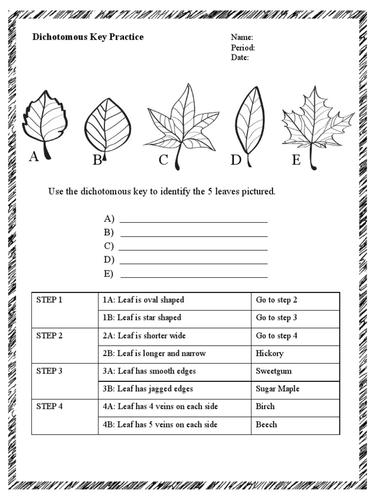 Dichotomous Key Practice Worksheets PDF Worksheets Library