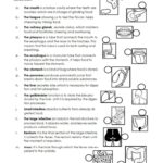 Digestive System Free Printable Tests And Worksheets Worksheets