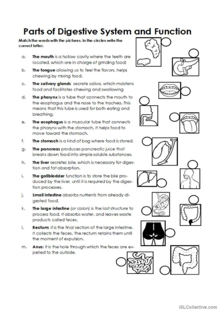 Digestive System Free Printable Tests And Worksheets Worksheets