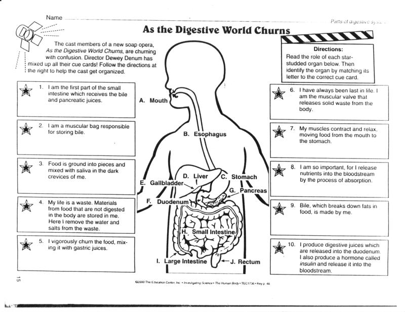 Digestive System Worksheet