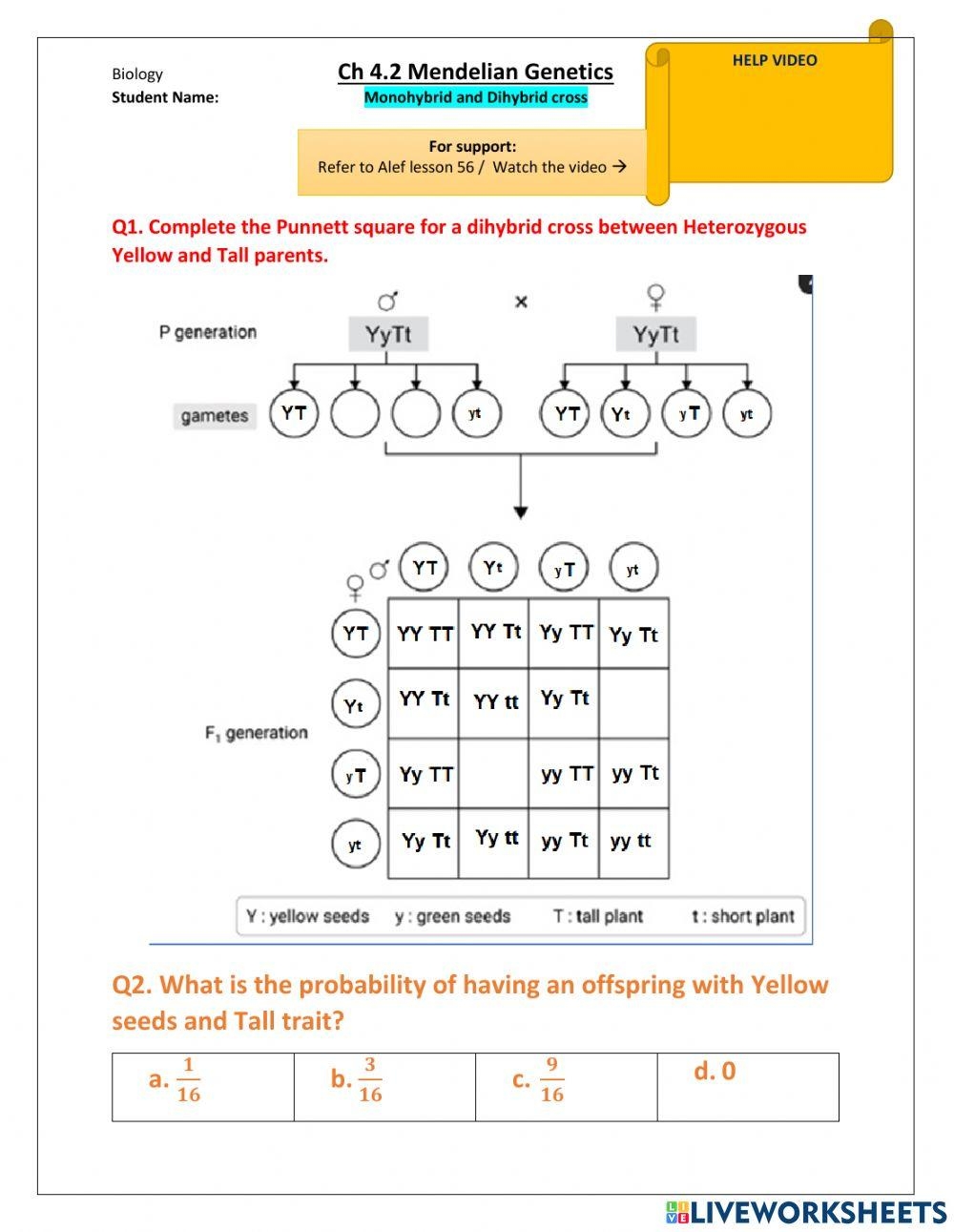 dihybrid worksheet