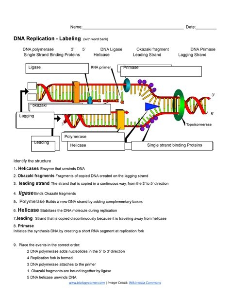 Dna Replication Labeling Worksheet Worksheets Library