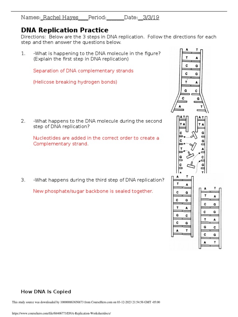 DNA Replication Worksheet PDF PDF Dna Dna Replication 